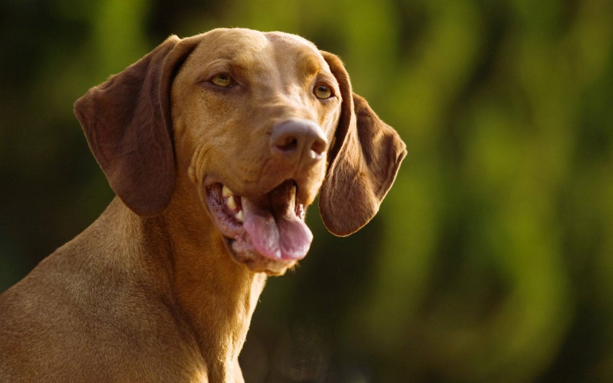 Венгерская выжла обои