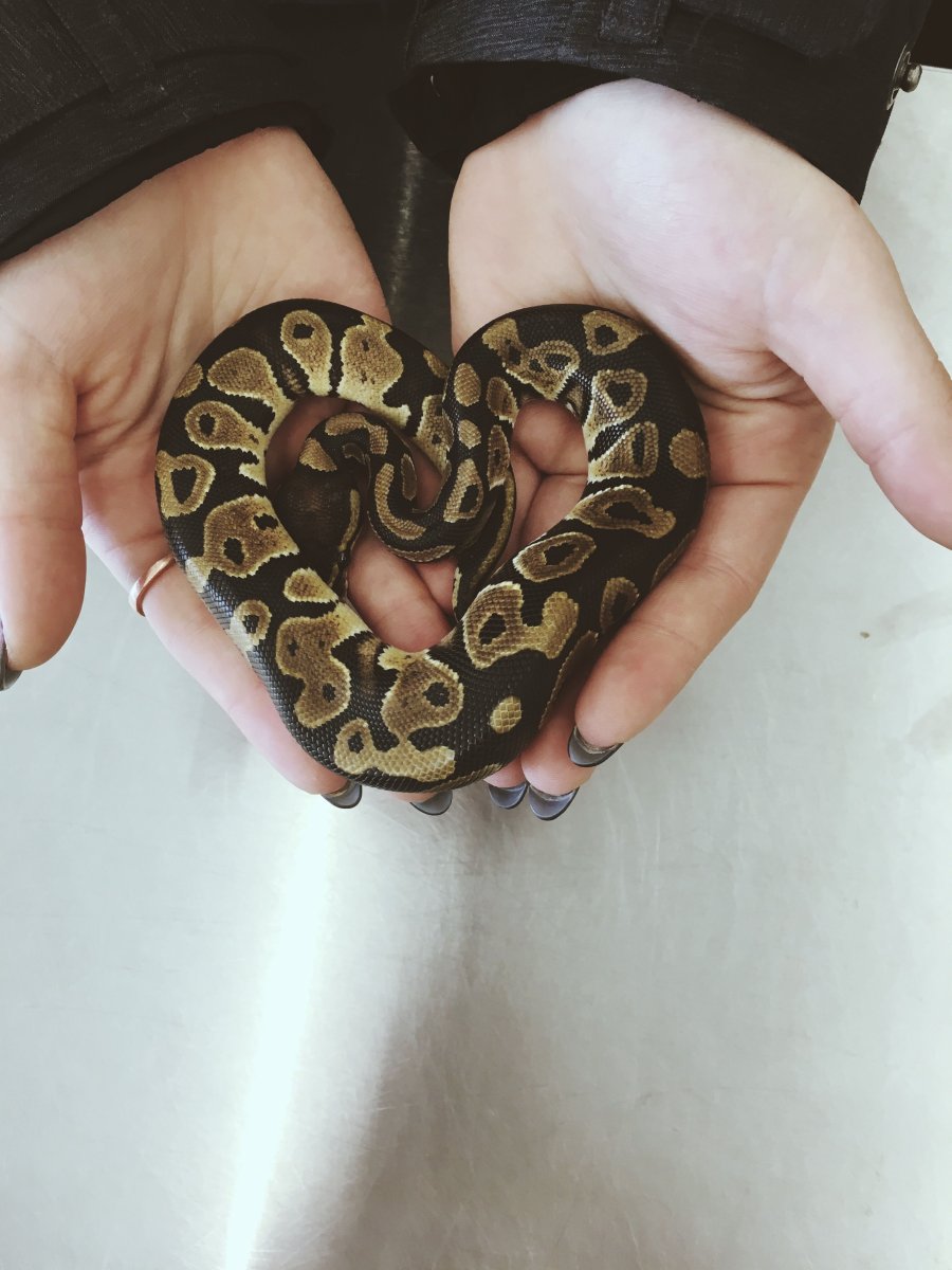 Змея гравюра