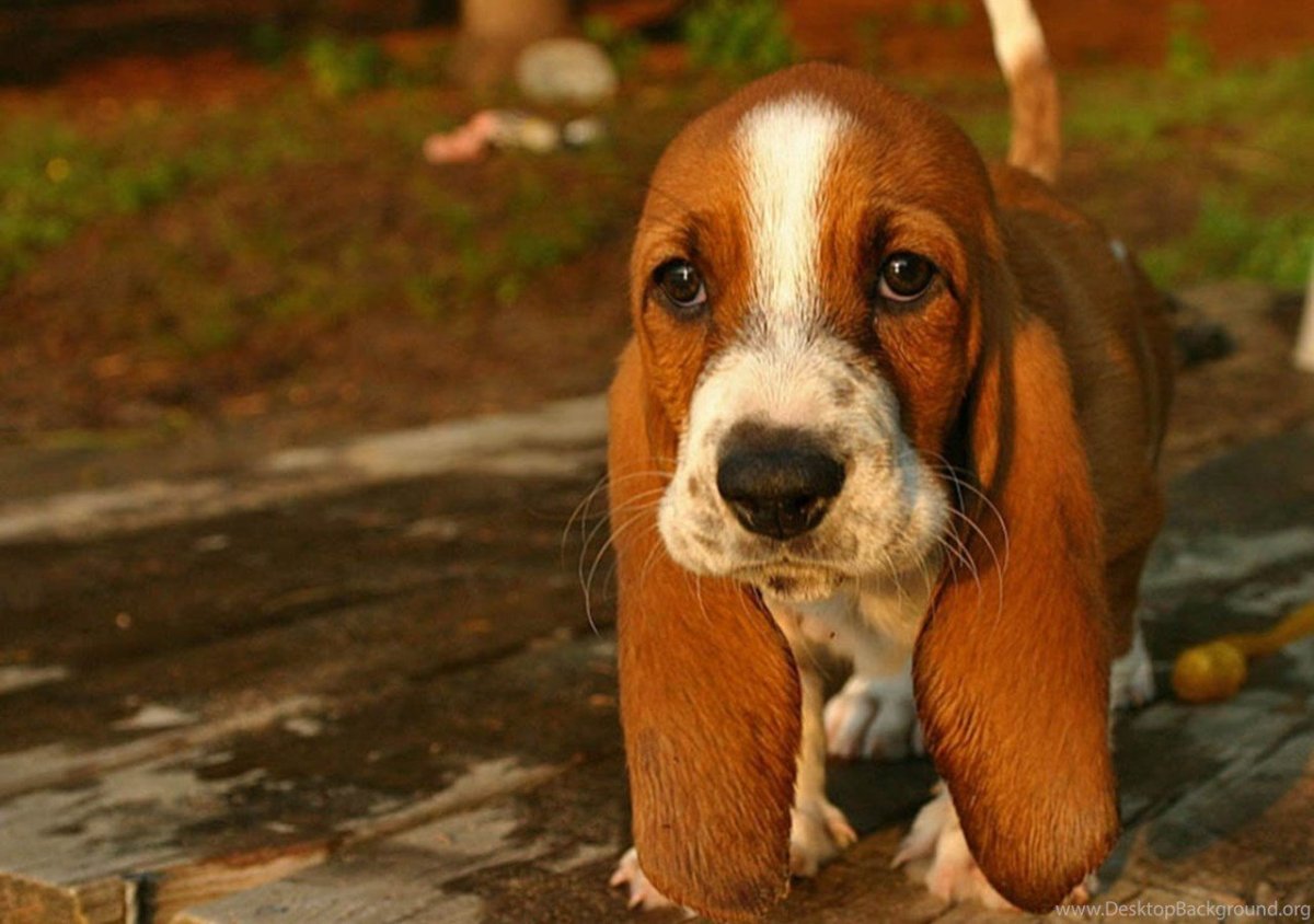 Бретонский Бассет хаунд