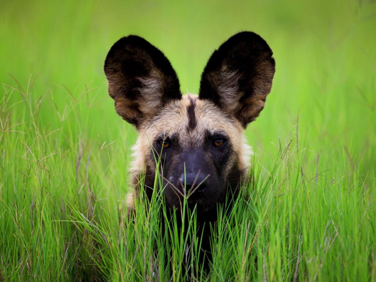 Уши животных