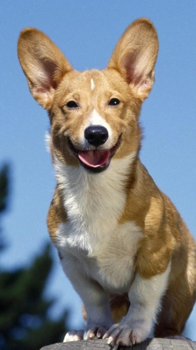 Мексиканская лысая чихуахуа