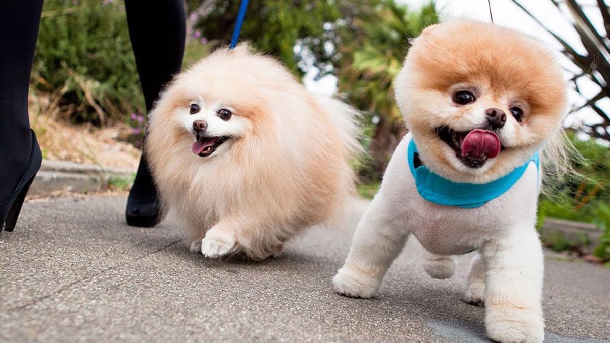 Померанский шпиц Boo