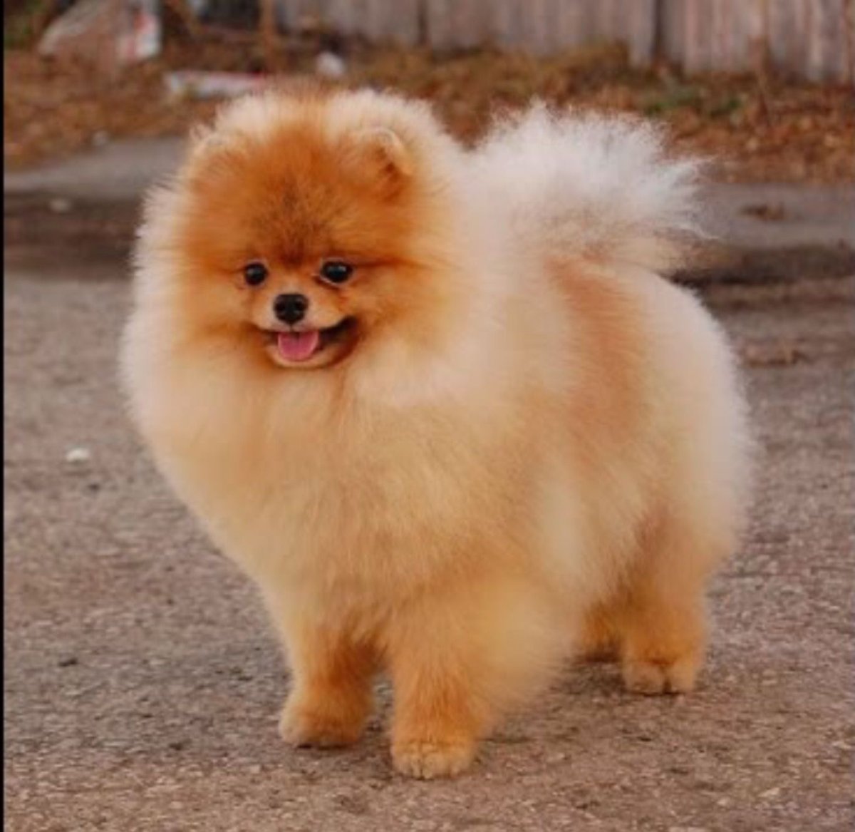 Померанский шпиц породы собак