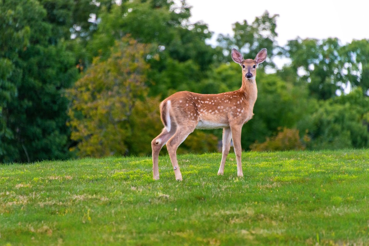 Олененок сидит