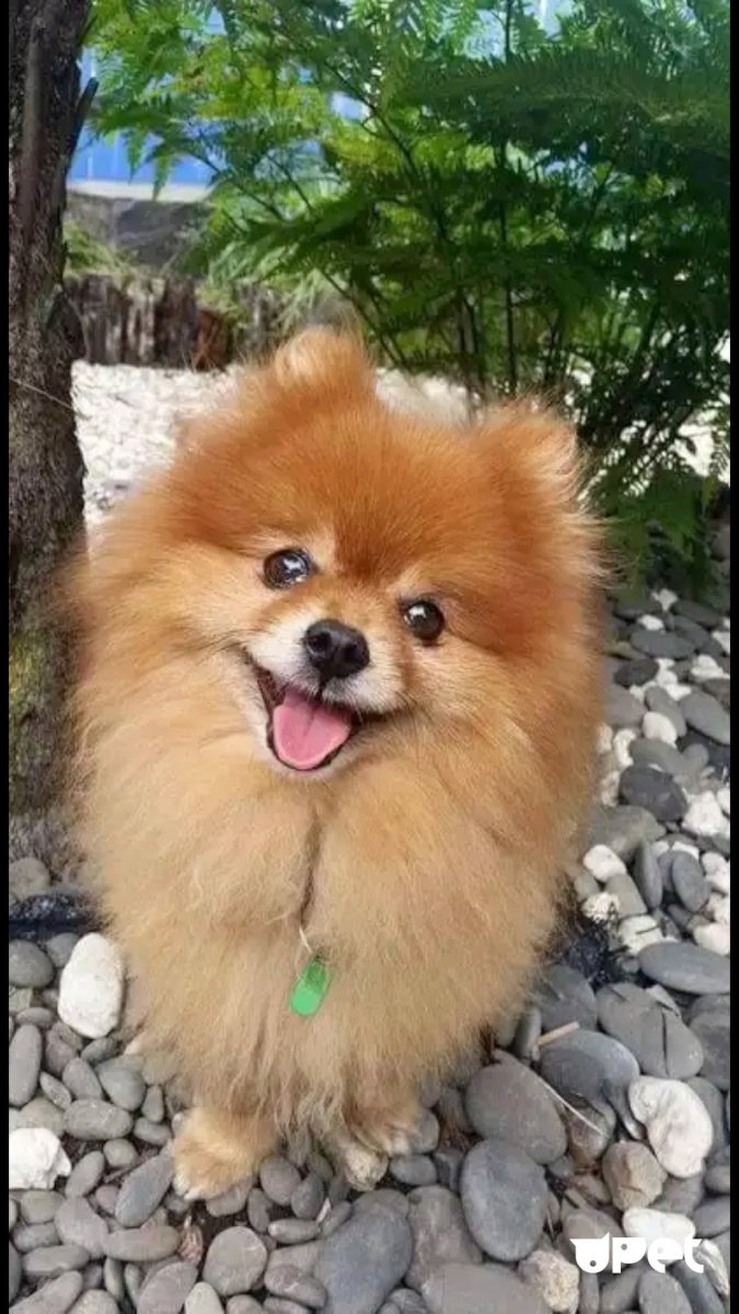 Пекинский шпиц