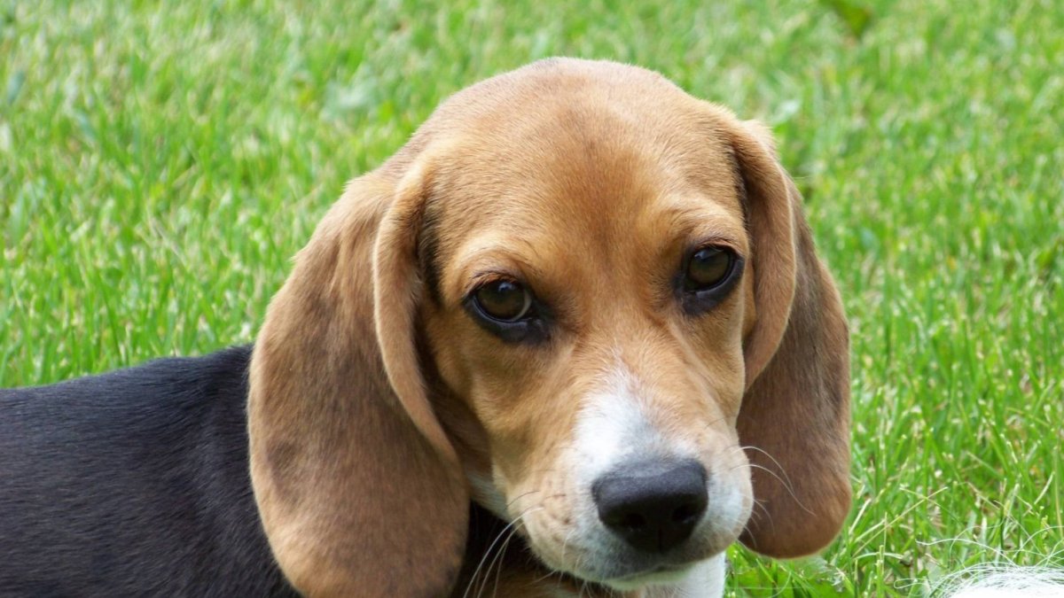 Лисичка фенек белая