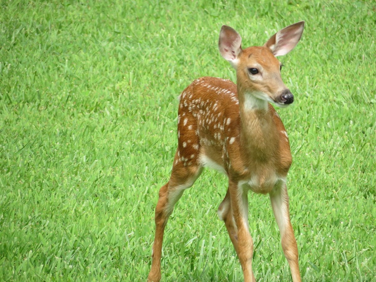 Олененок в полный рост