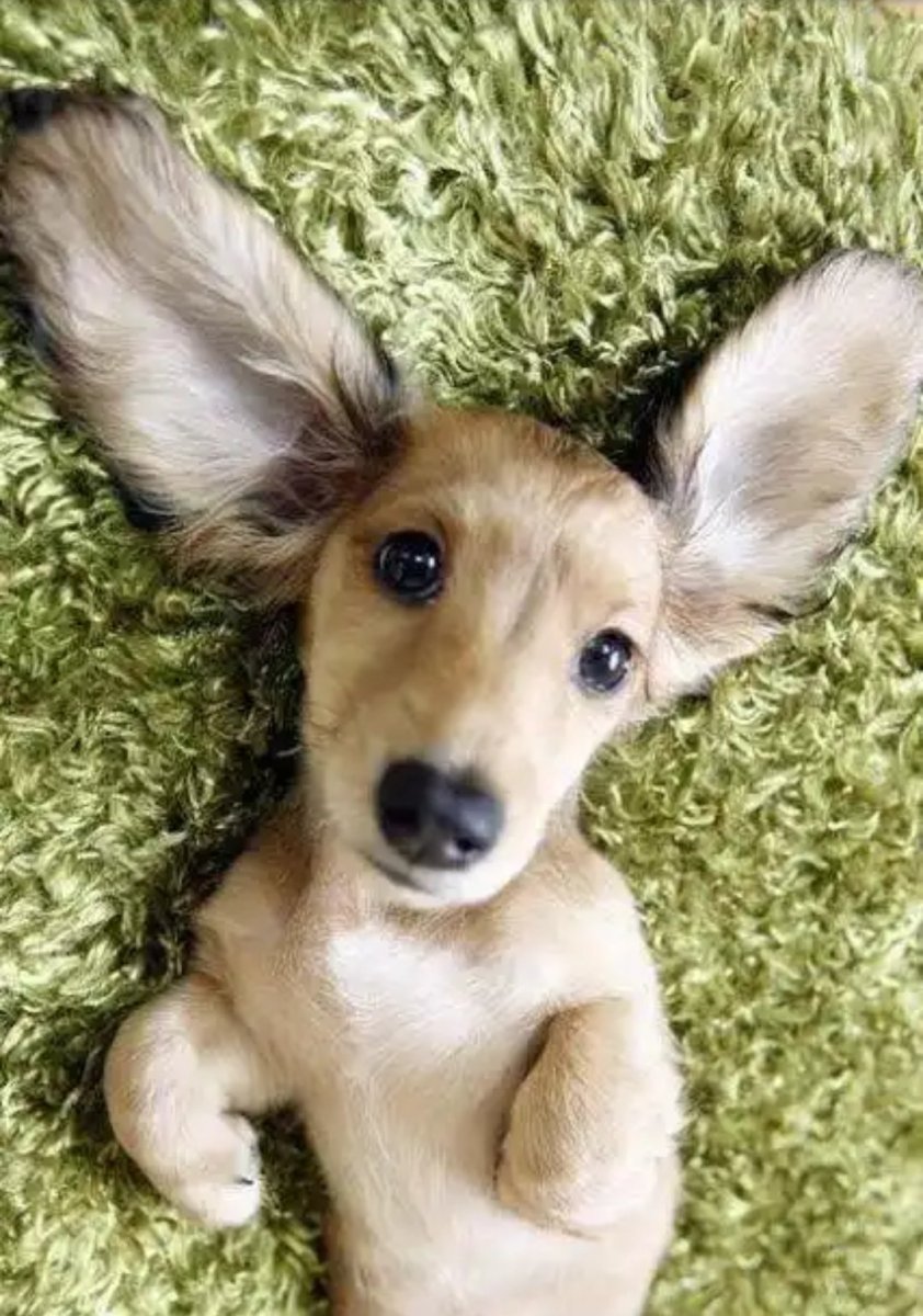 Ушастый щенок