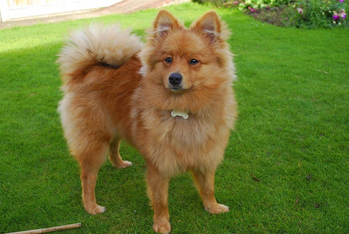 Шпиц гроссшпиц