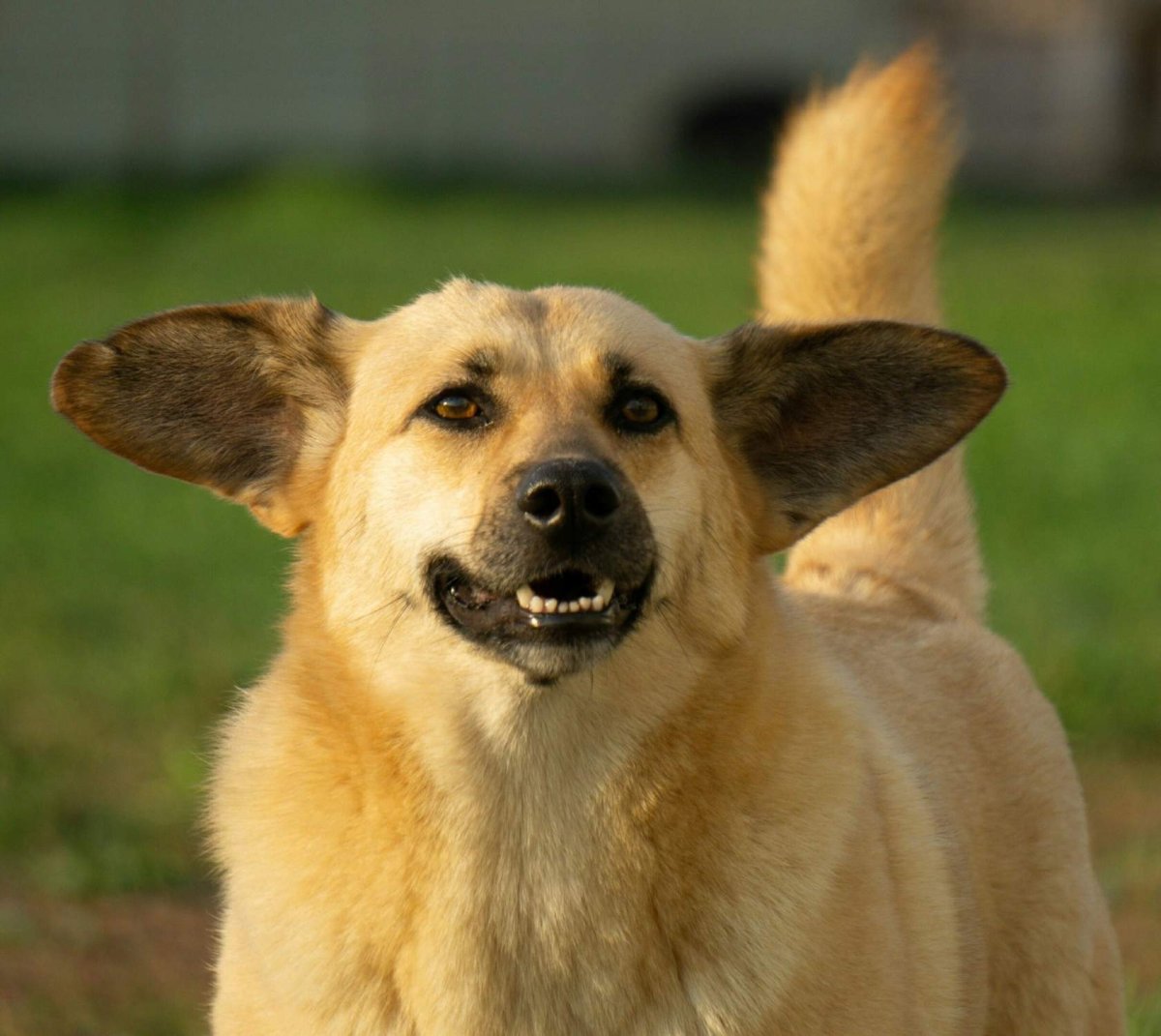 Лопоухая собака