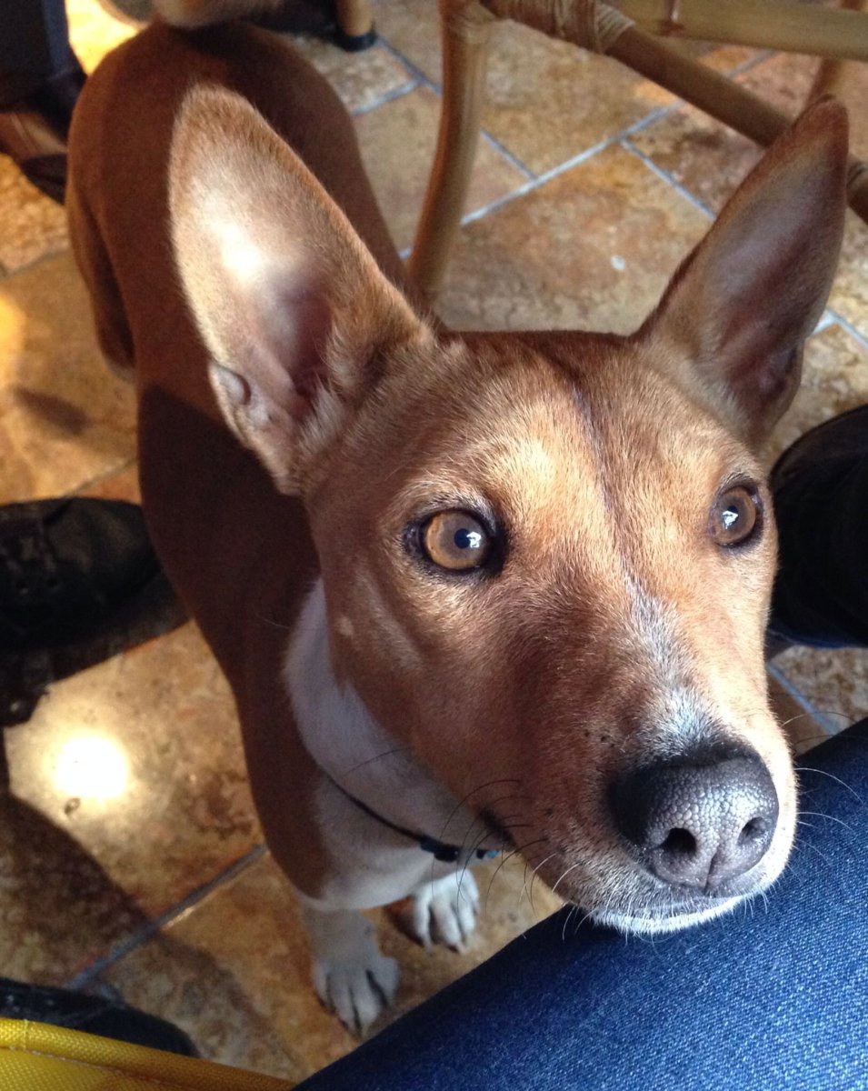 Ушастые породы собак