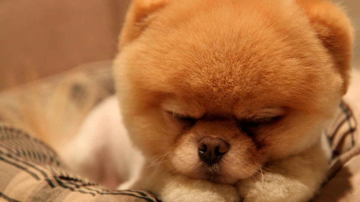 Собака с круглым лицом