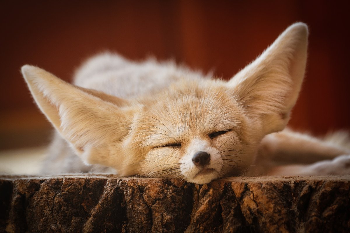 Фенек коричневый