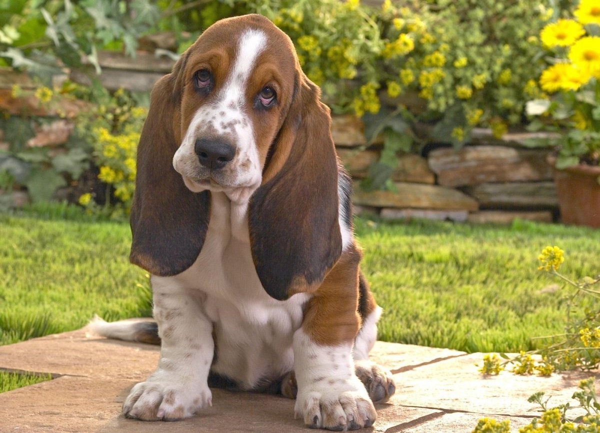 Щенок с большими ушами