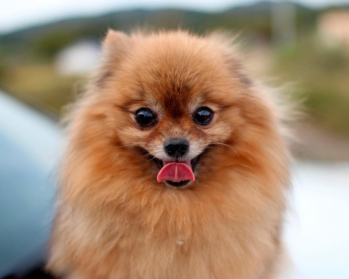 Порода собак шпиц