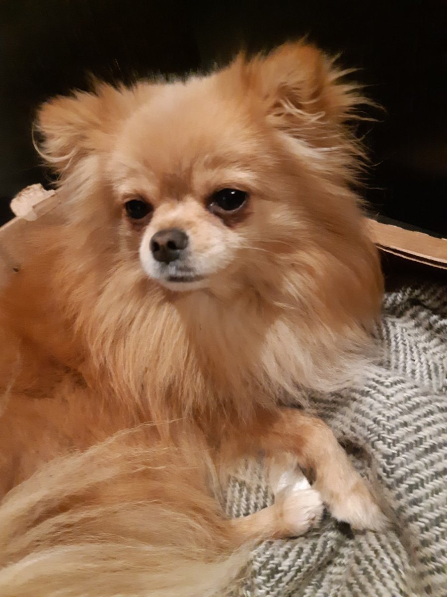 Пончи собачки