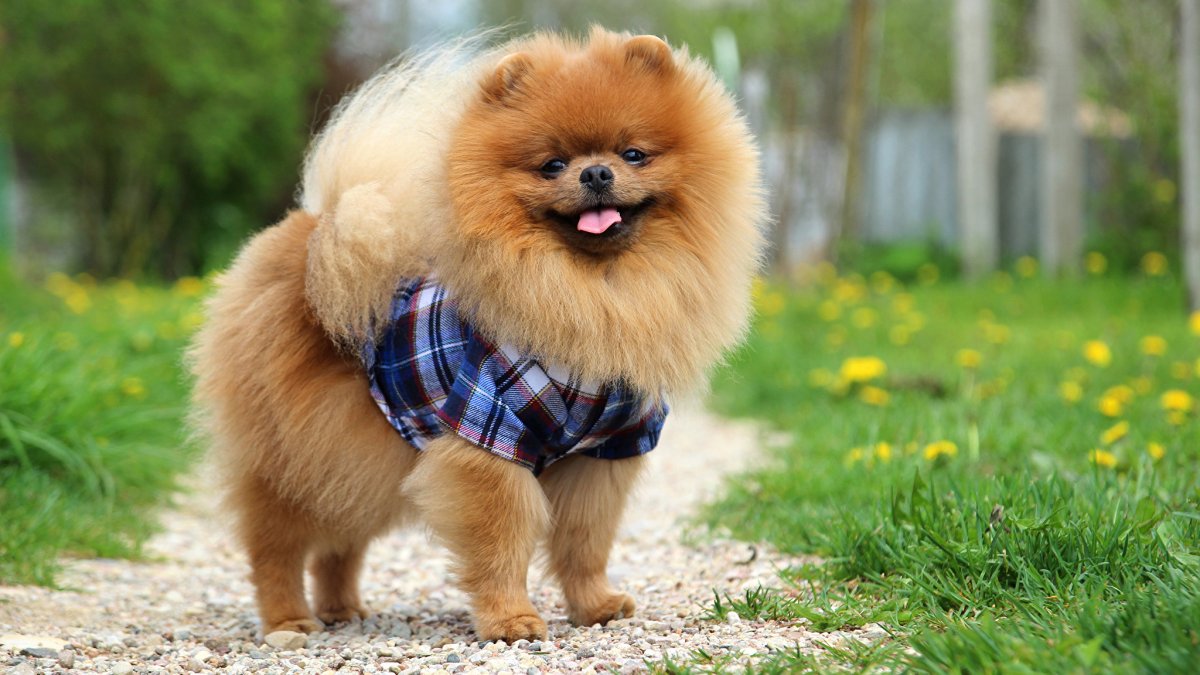 Померанский шпиц породы собак