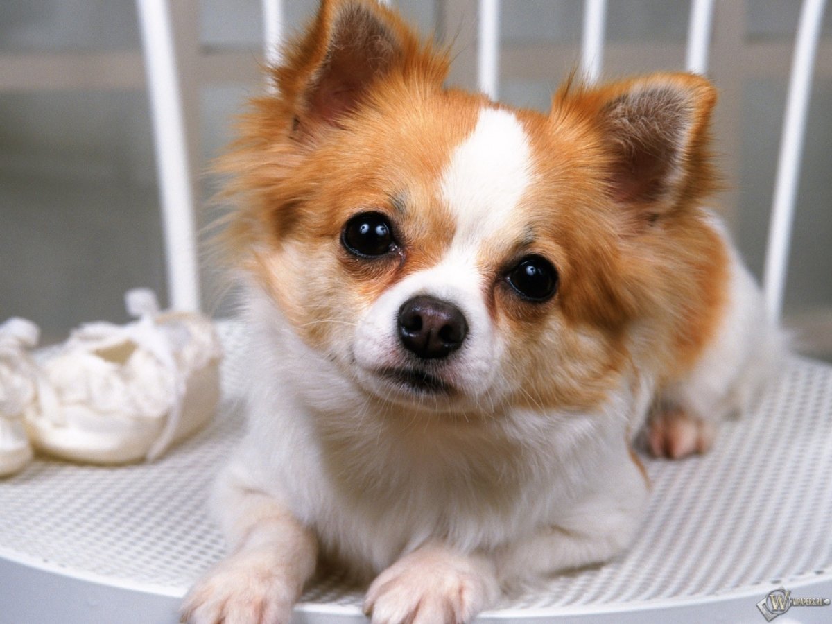 Чихуахуа Пуппи