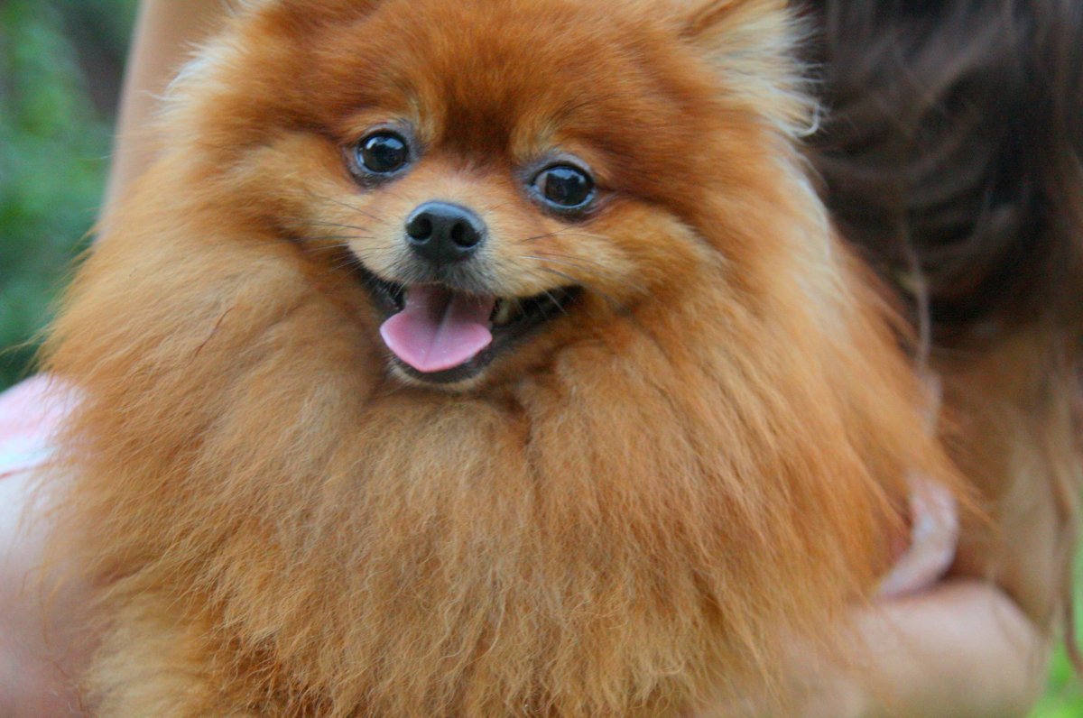 Немецкий шпиц и померанский