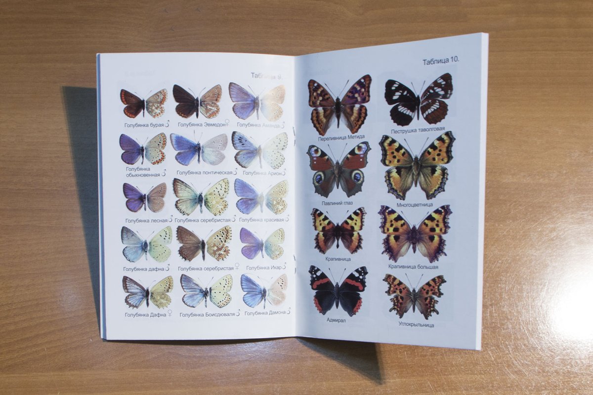 Пестрянка обыкновенная бабочка