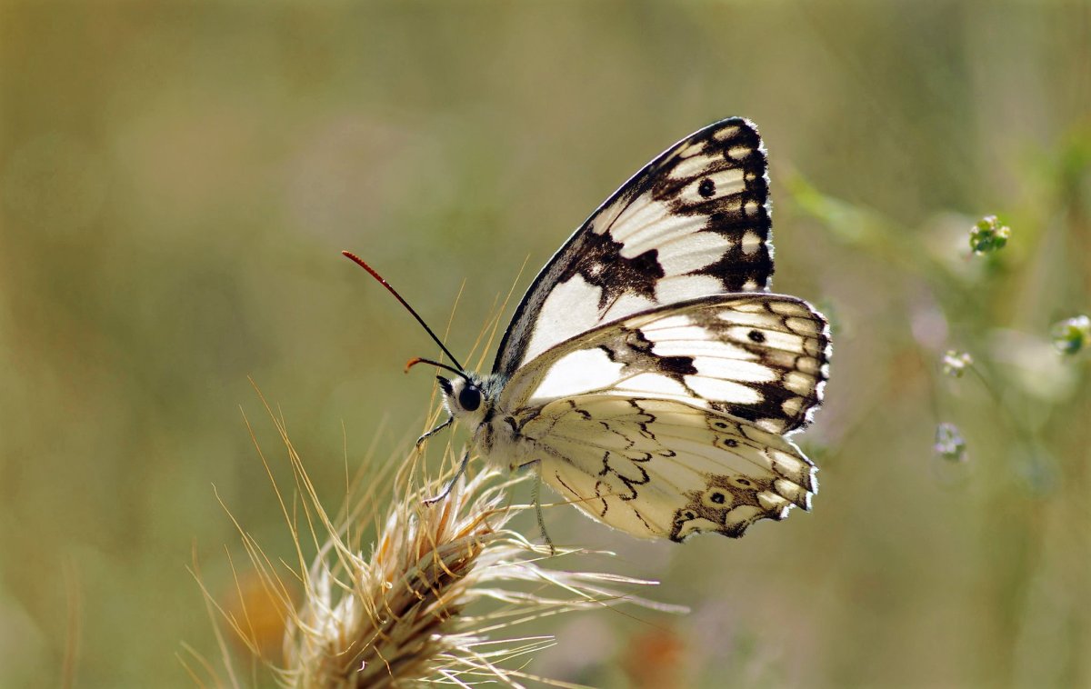 Бабочка Шоколадница и павлиний глаз