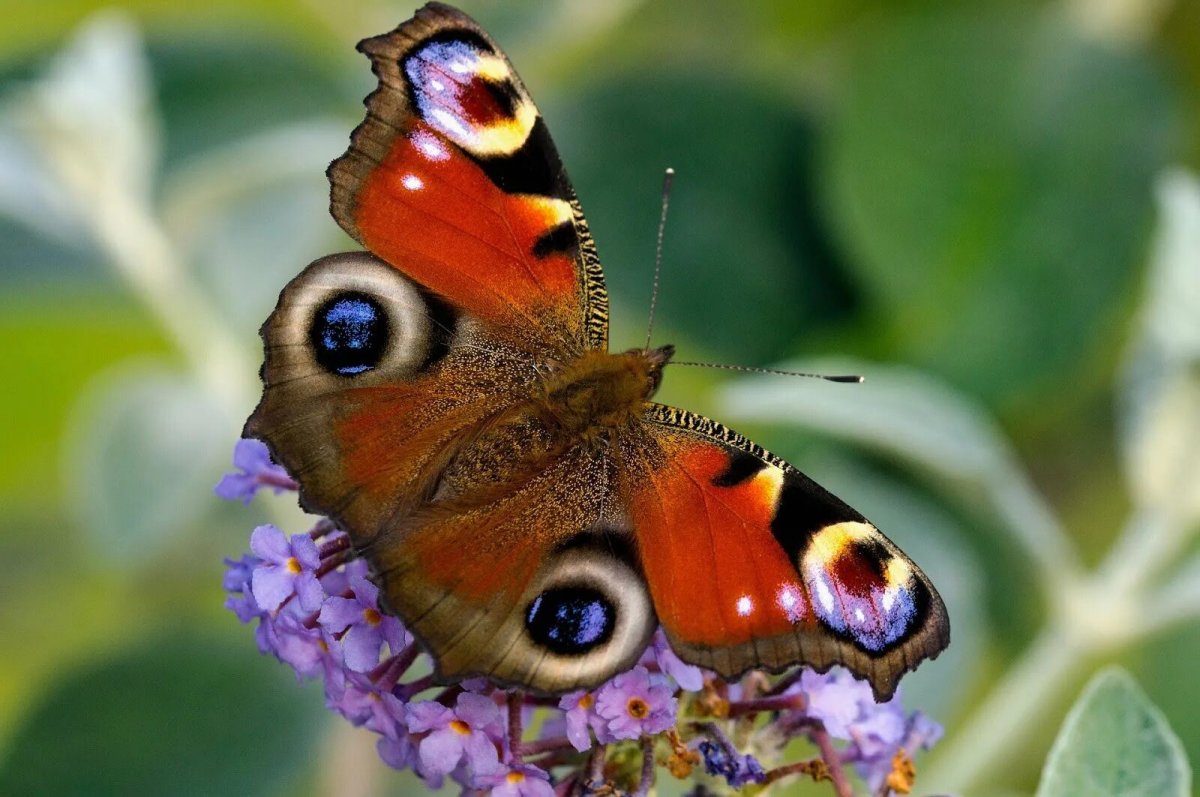 Гималайская пятнистая Королевская бабочка