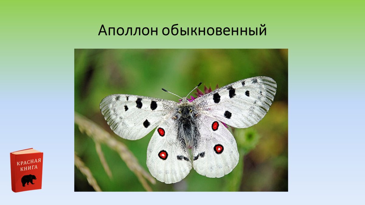 Махаон Papilio Machaon Linnaeus, 1758