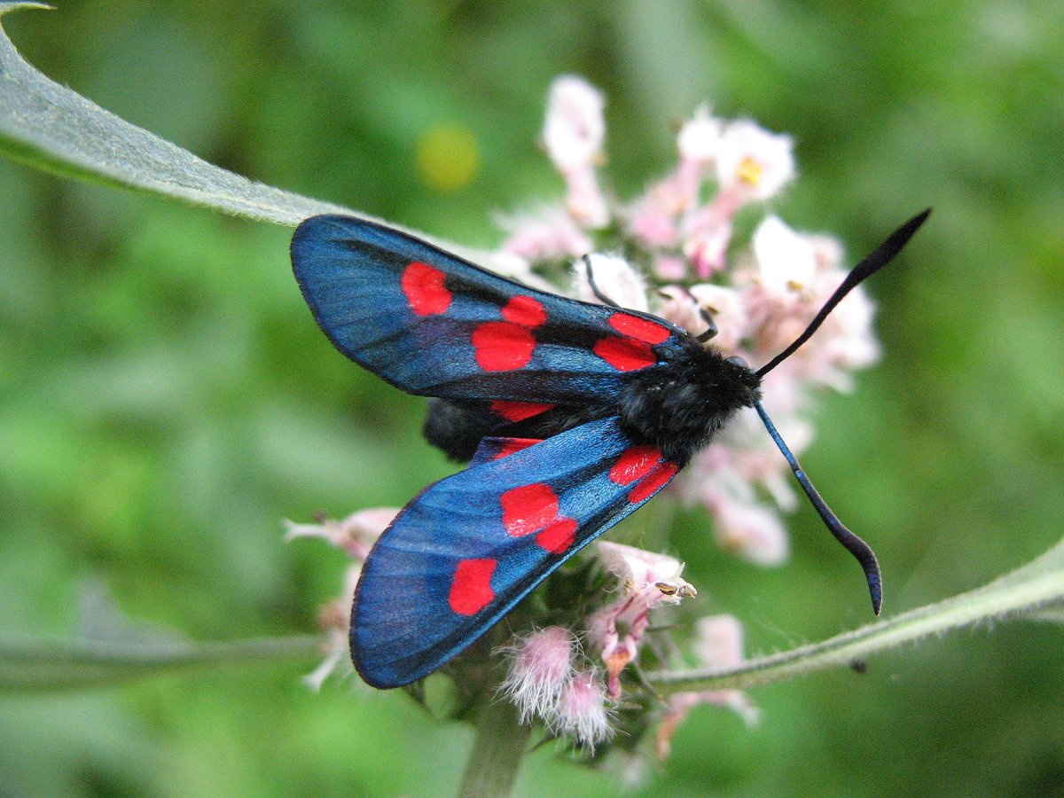 Голубянка Икар бабочка