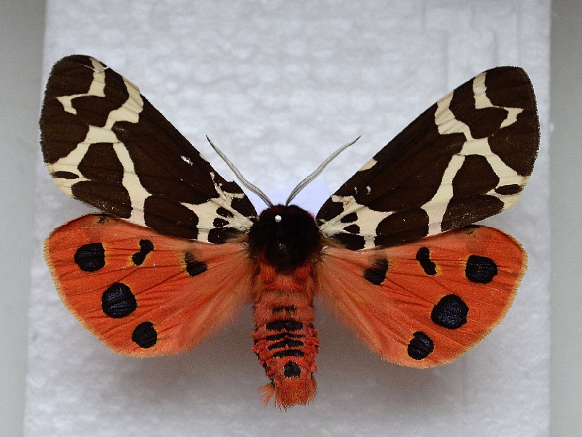 Бабочка Папилио Махаон