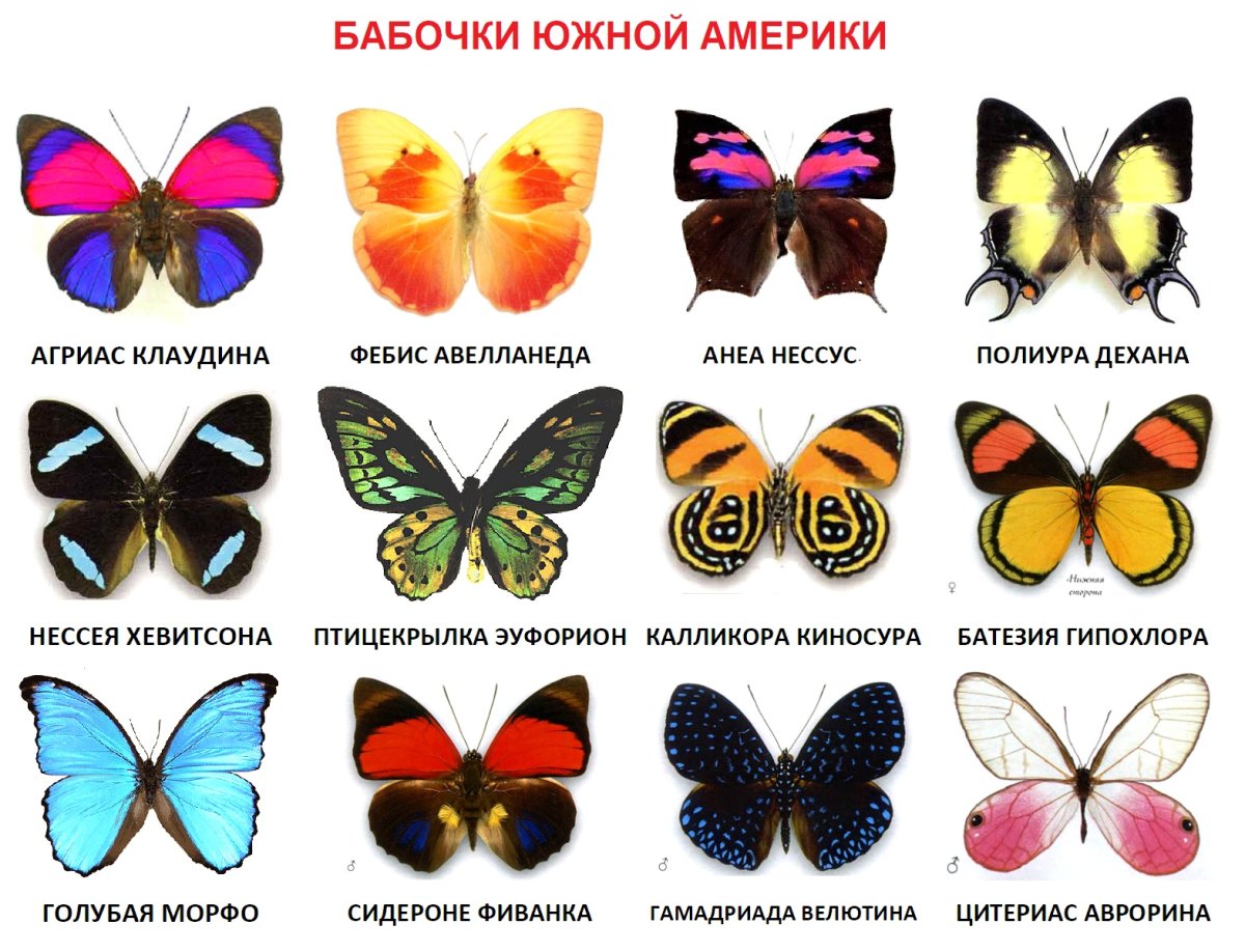 Название бабочек