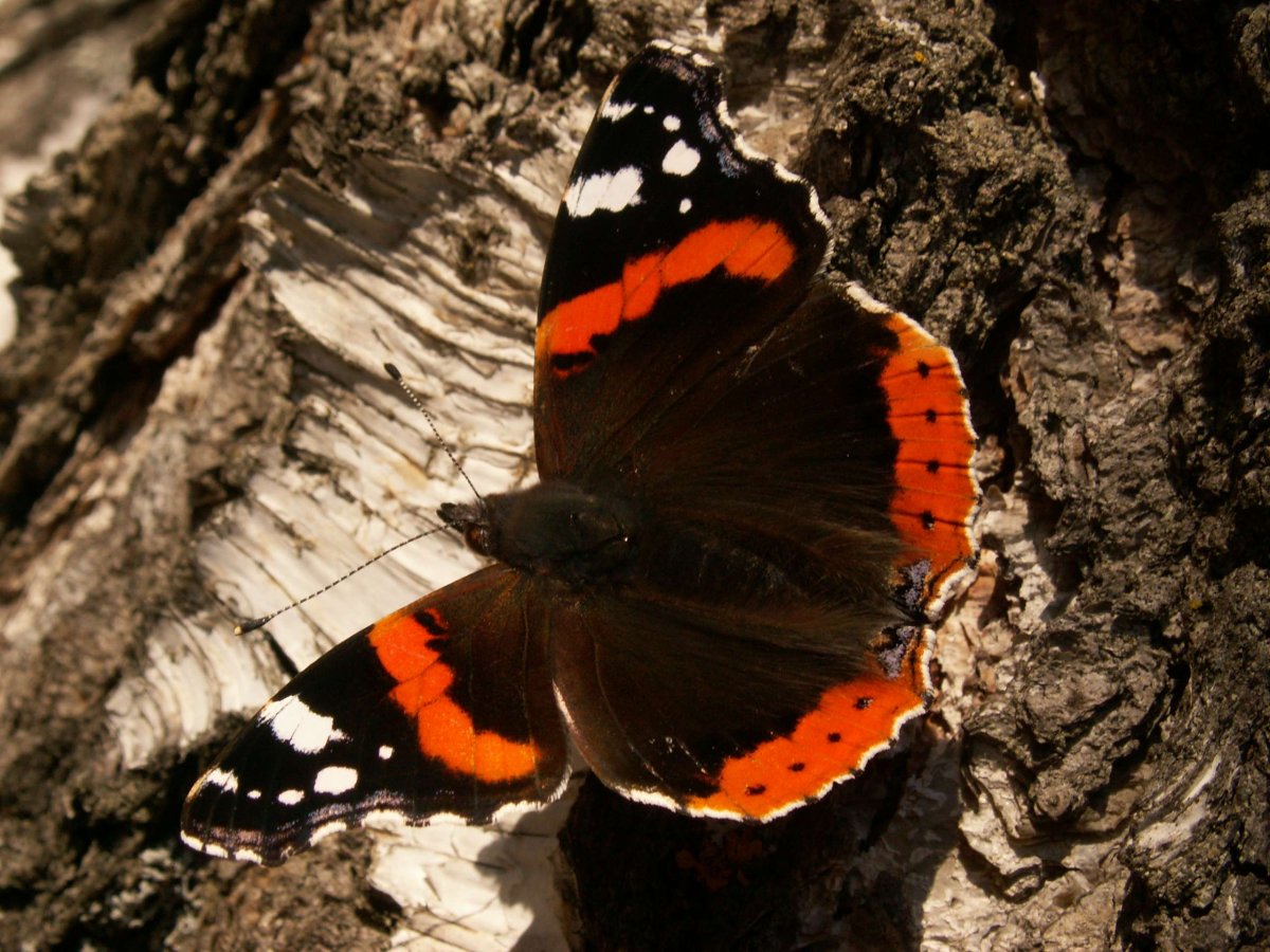 Переливница Тополевая