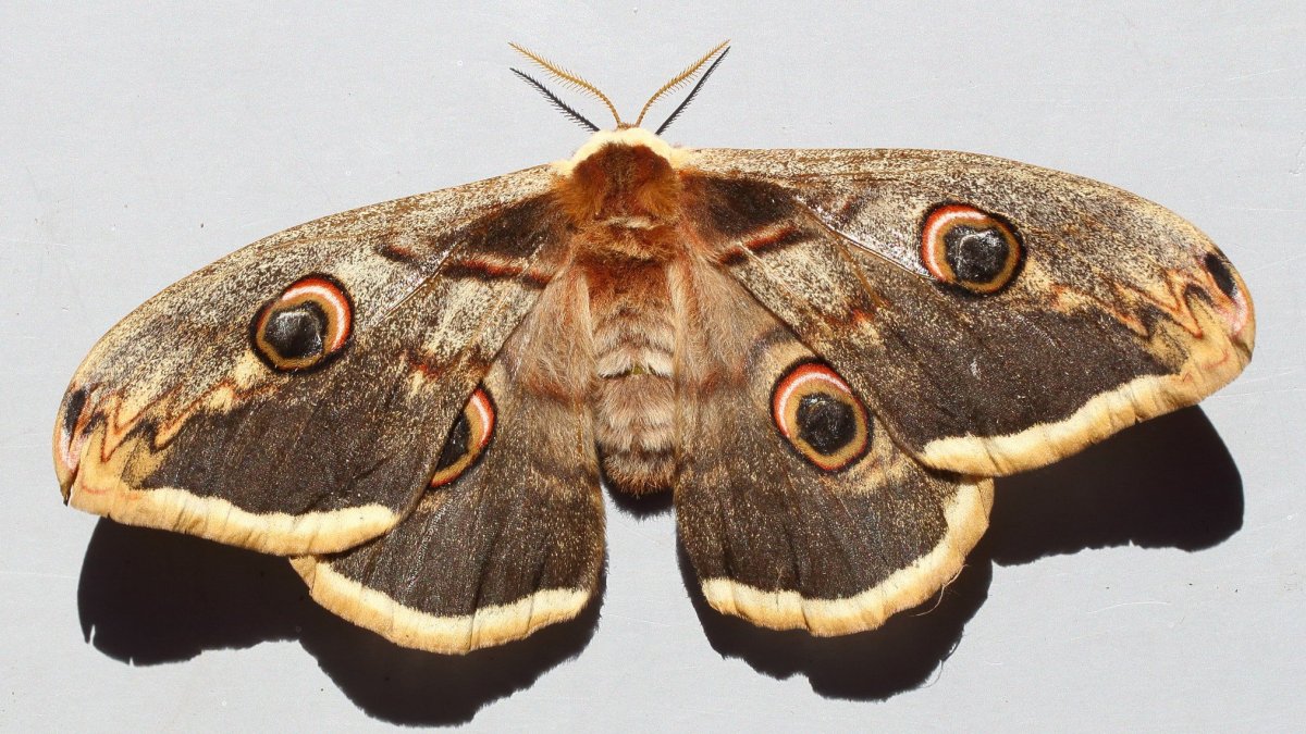 Музей живых бабочек «тропический рай»