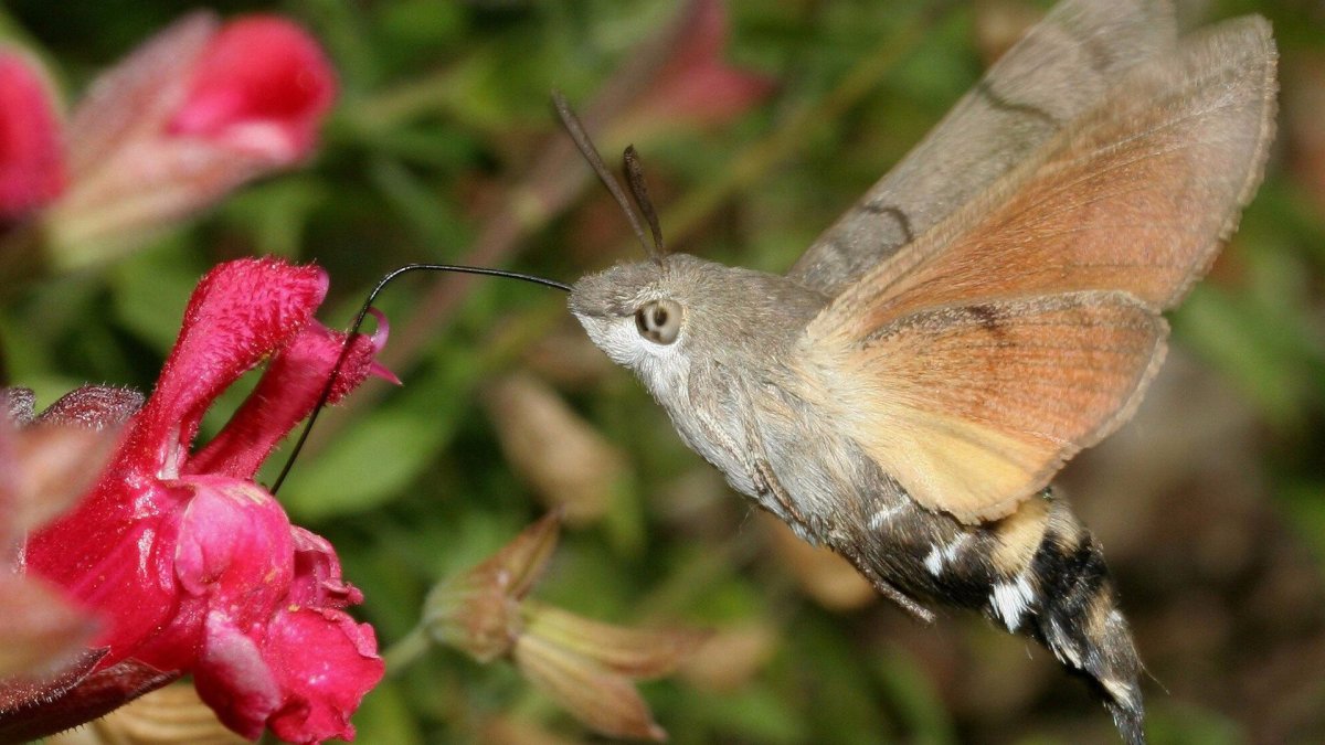 Бабочка МОРГЕНШТЕРНА синяя
