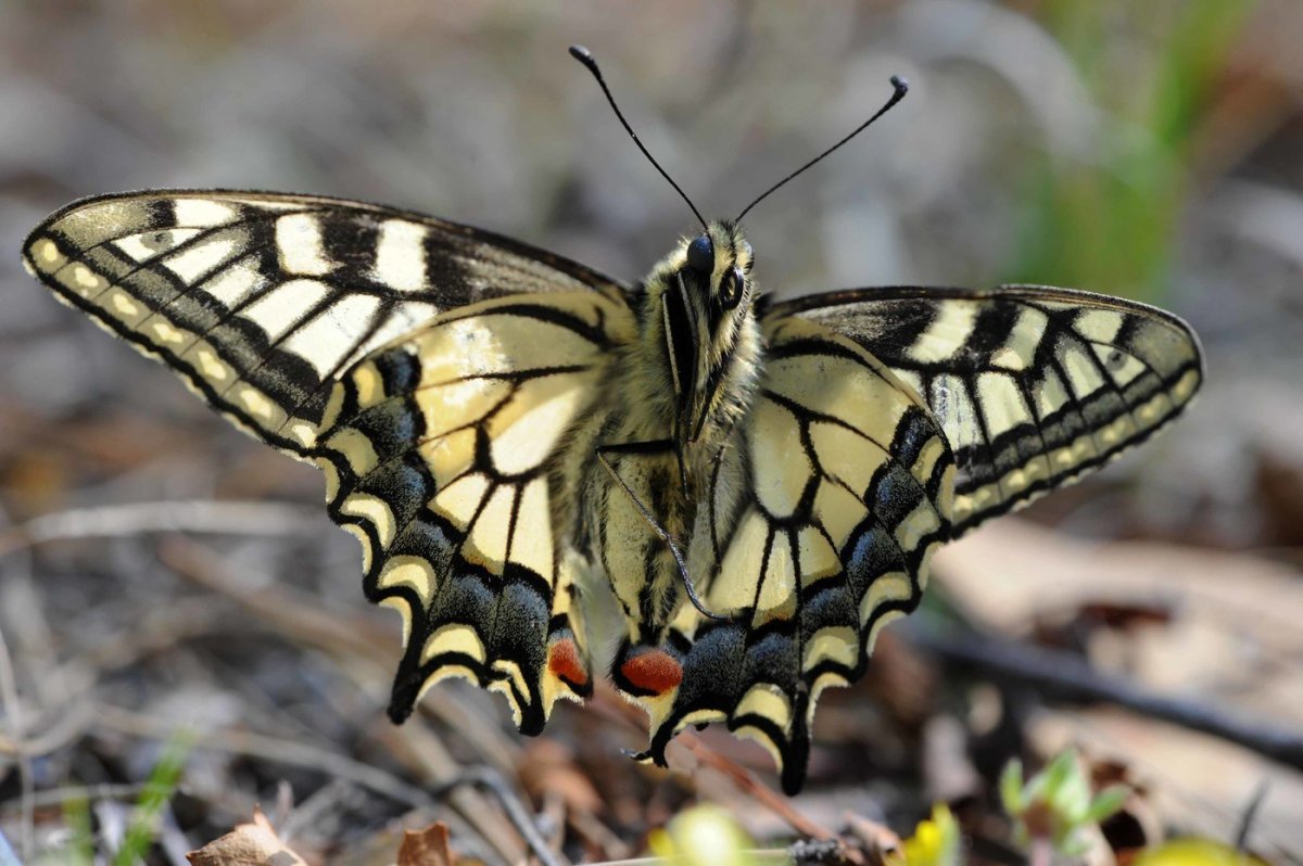 Голубянка Икар самец
