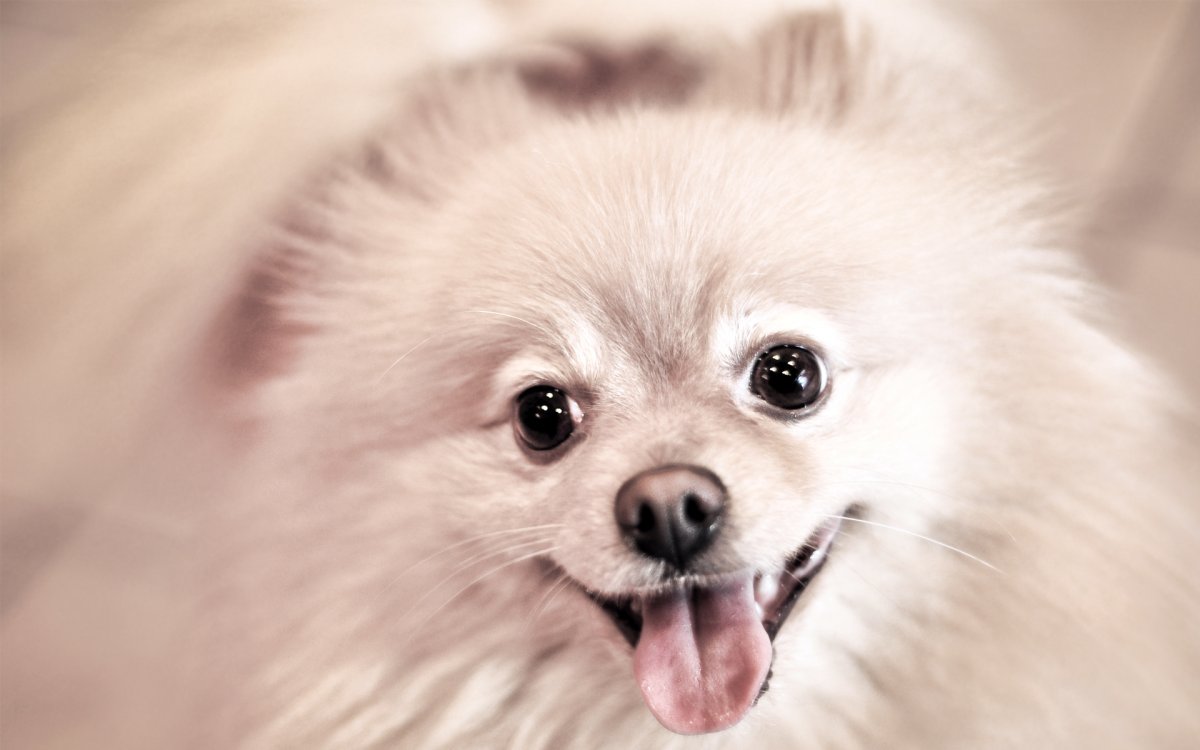 Померанский шпиц