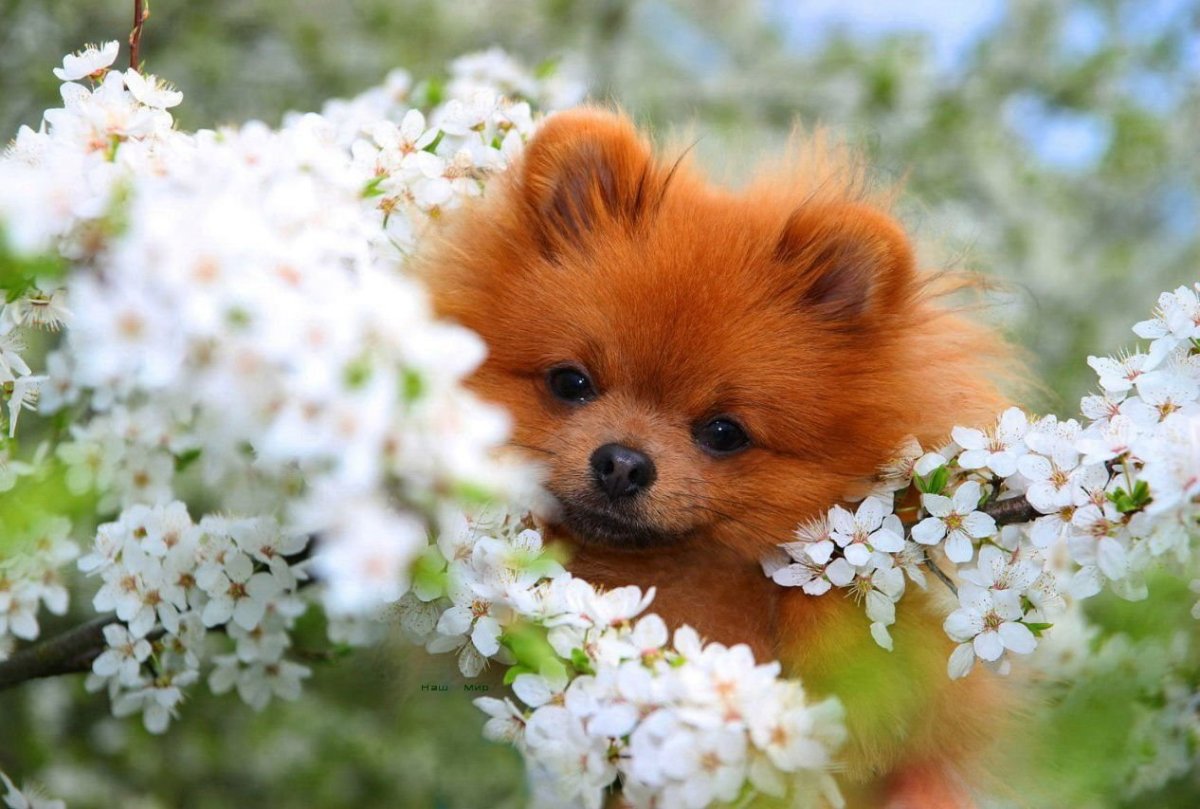 Померанский шпиц Boo