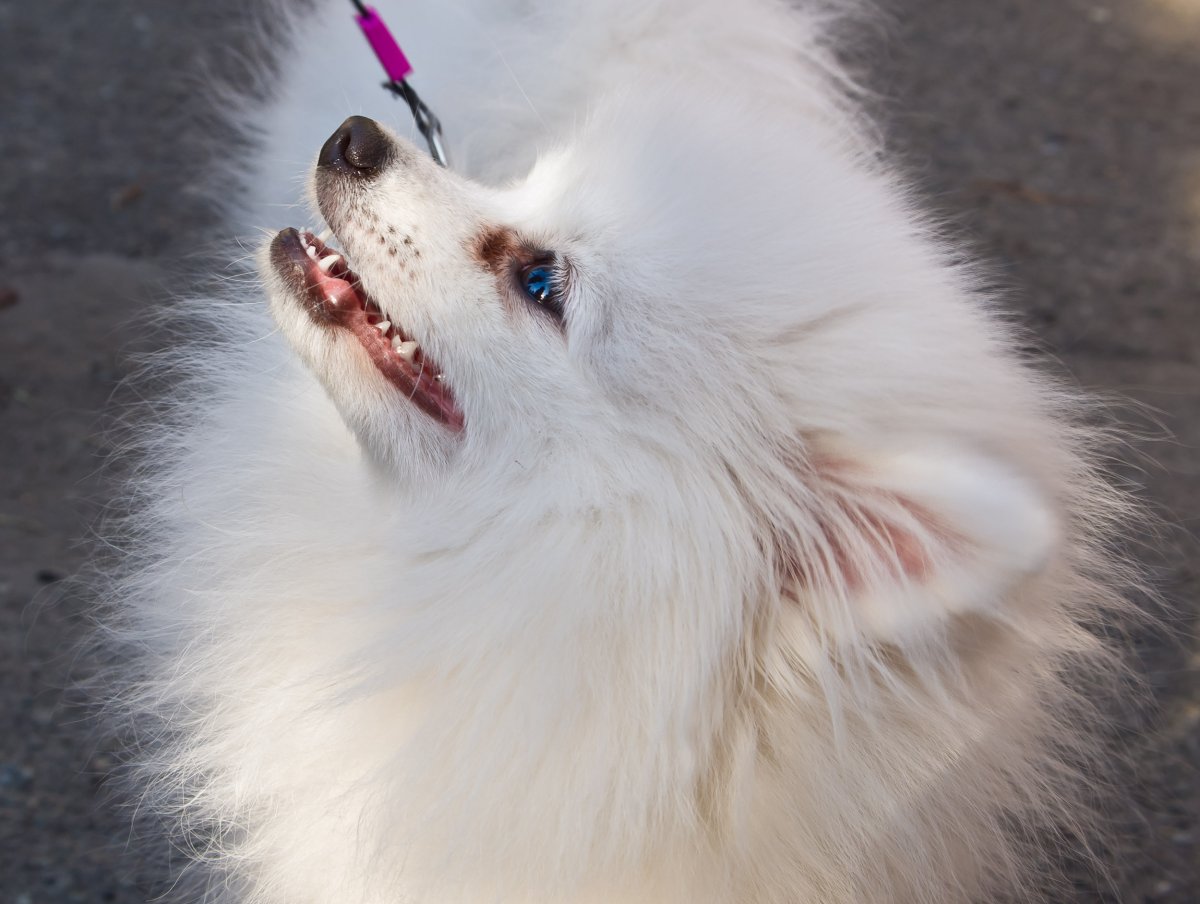 Померанский шпиц новорожденный