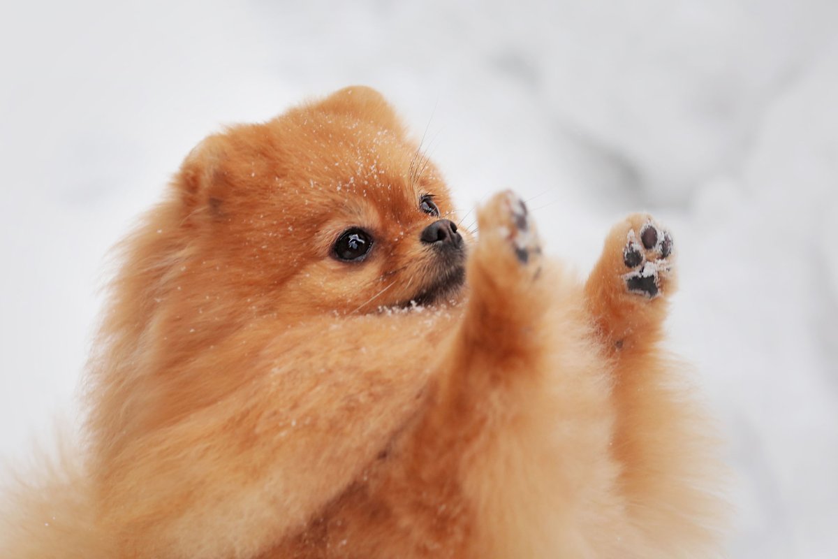 Злой померанский шпиц