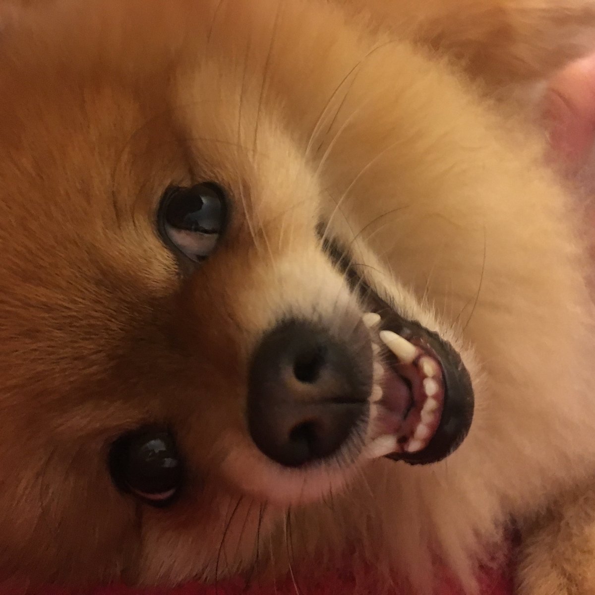 Шпиц короткошерстный