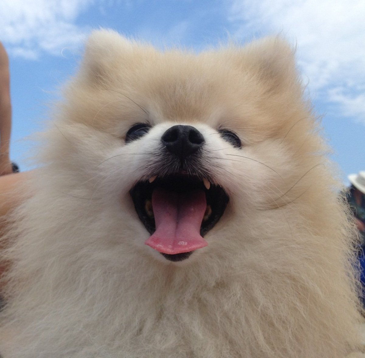 Померанский шпиц мордочка