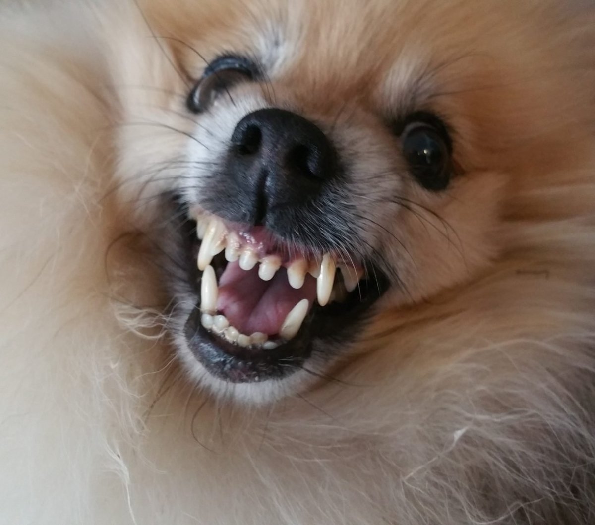Как должны выглядеть зубы у шпица