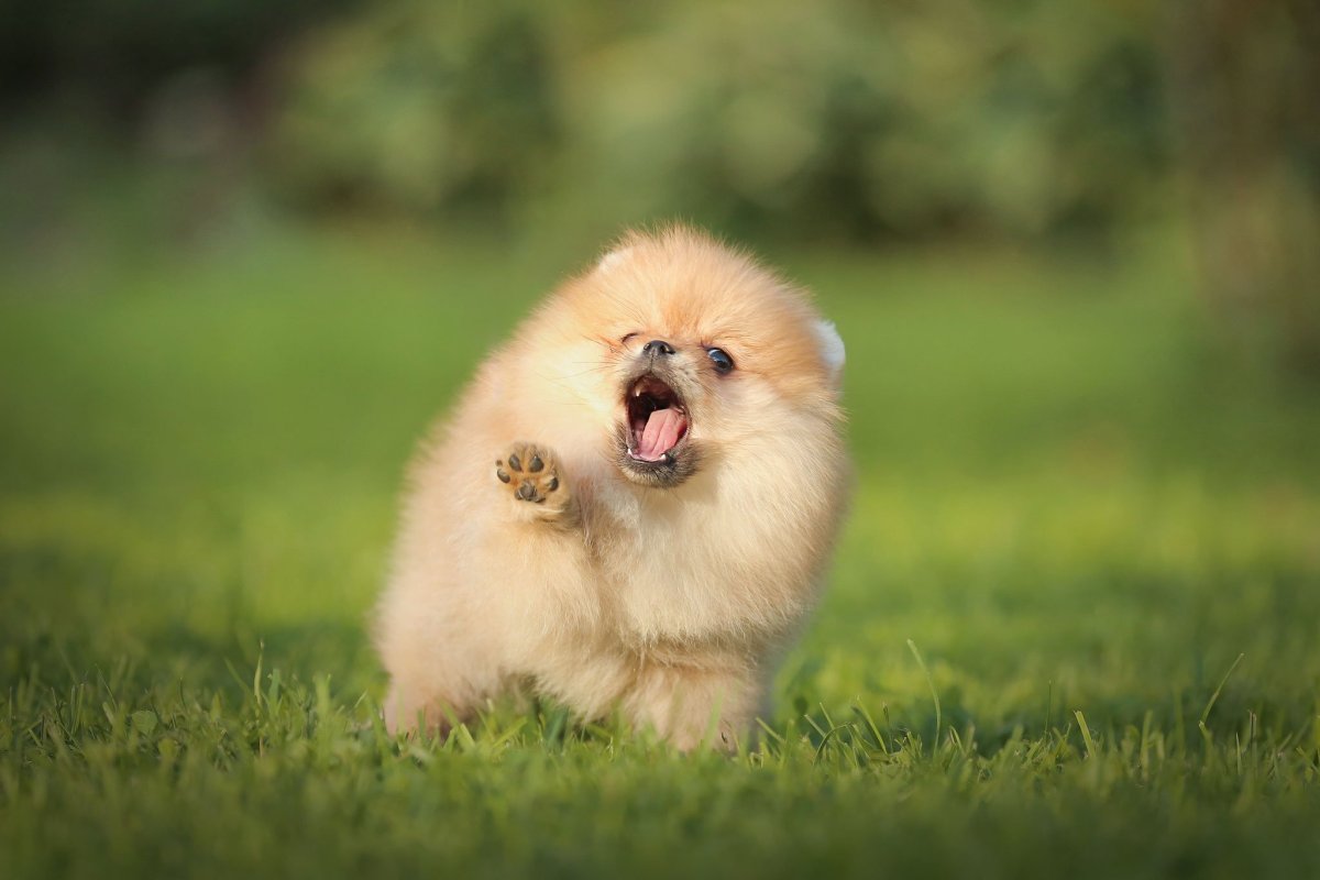 Порода как спит собака шпица