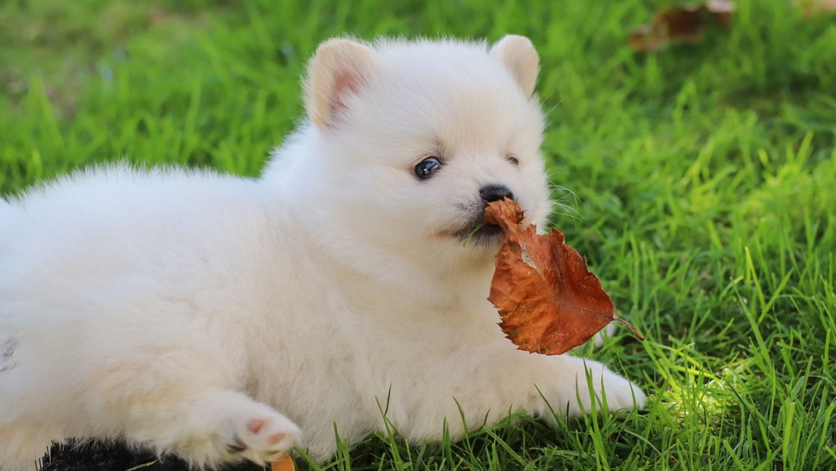 Вычесывание шпица