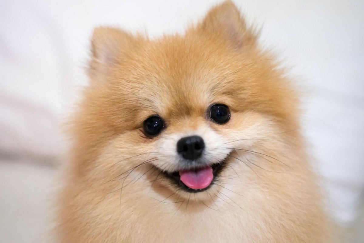 Померанский шпиц мордочка