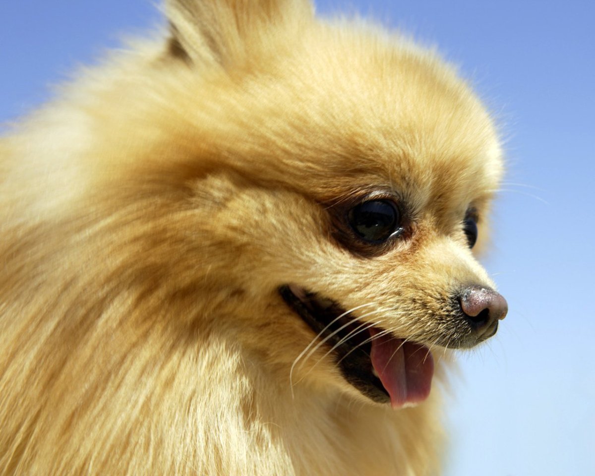 Бешеный шпиц