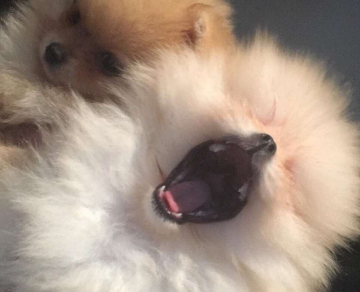 Шпиц померанский улыбка