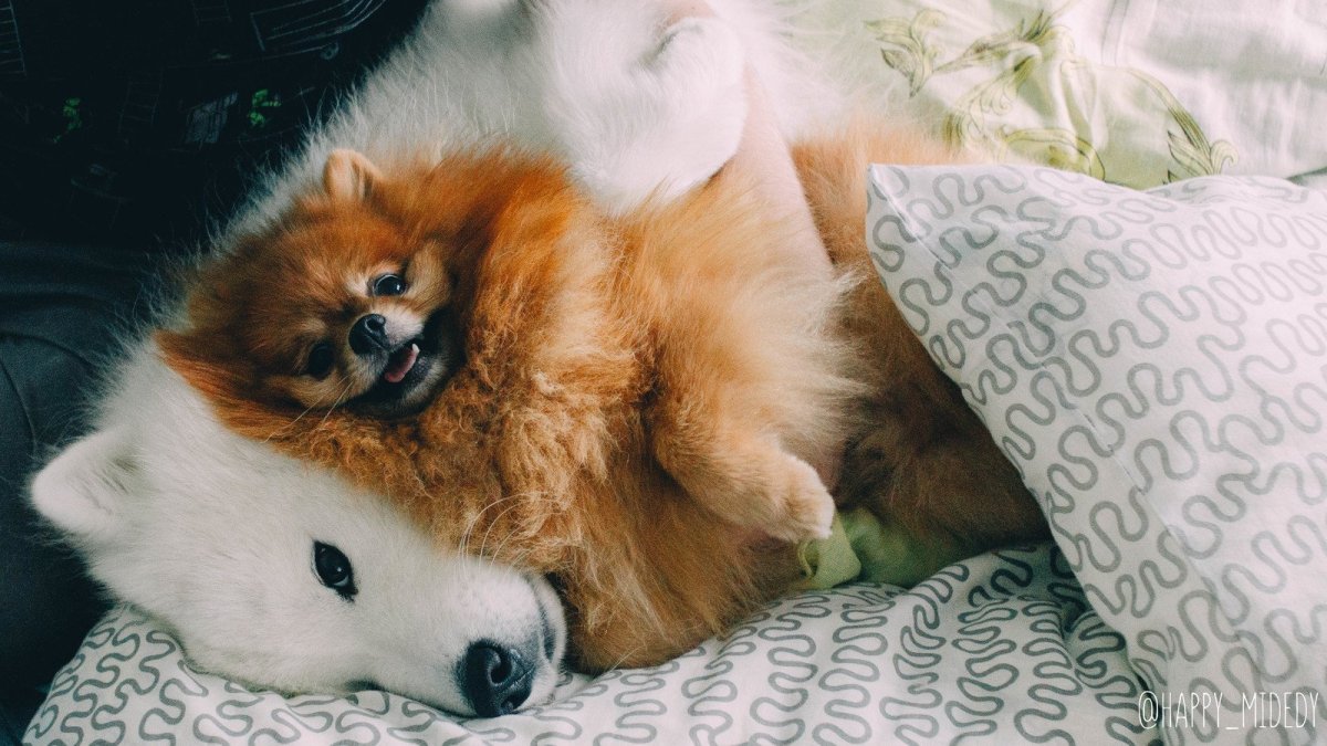 Вычесали шпица