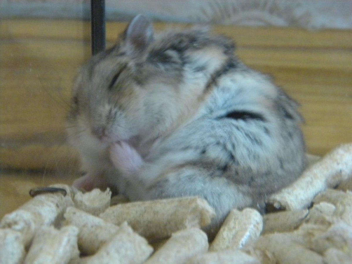 Ожирение у джунгарских хомяков