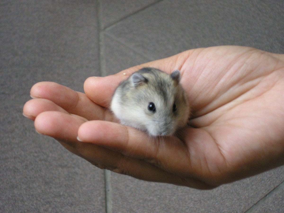 Хомяк джунгарский