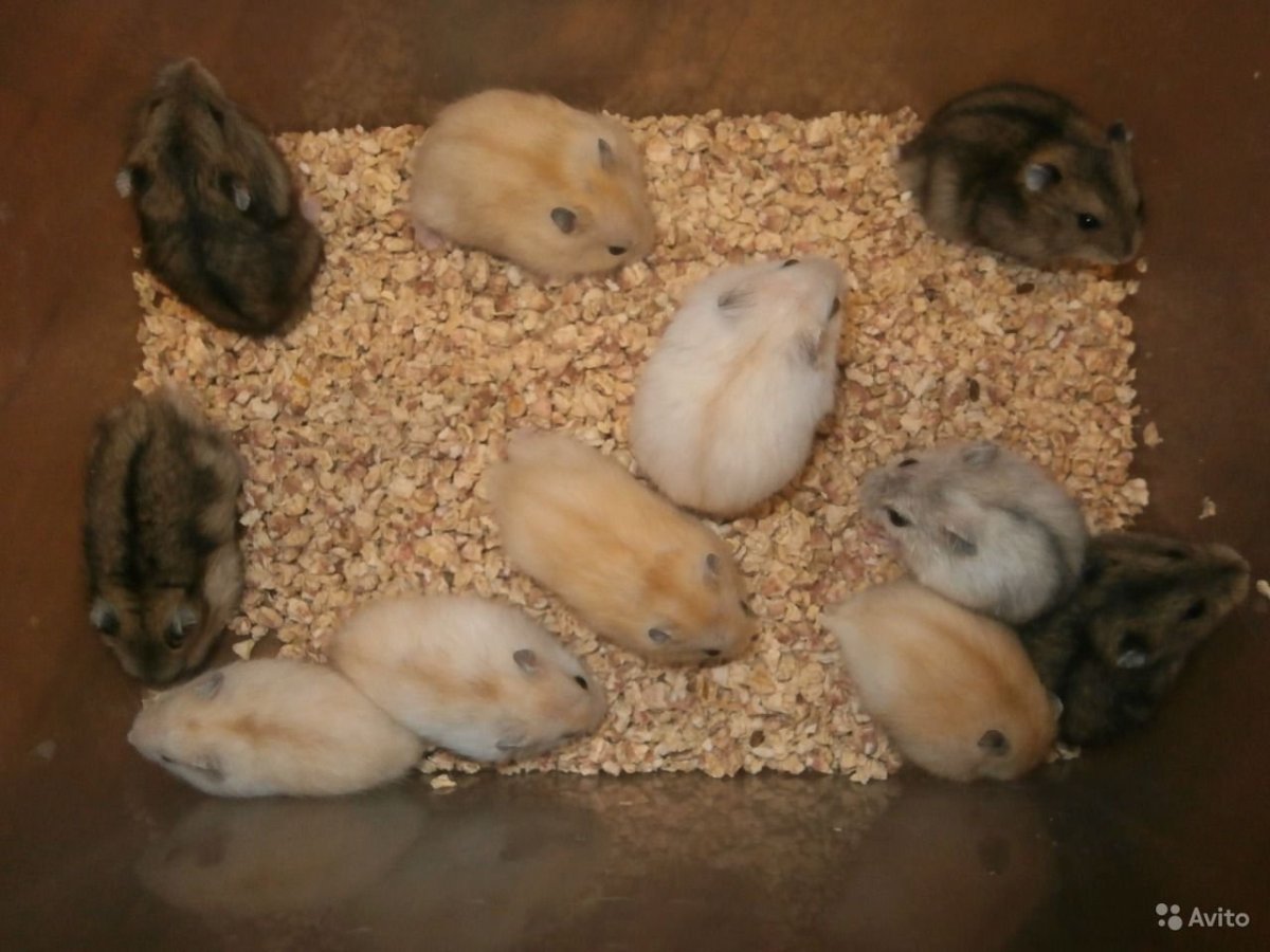 Джунгарский и сирийский хомяк